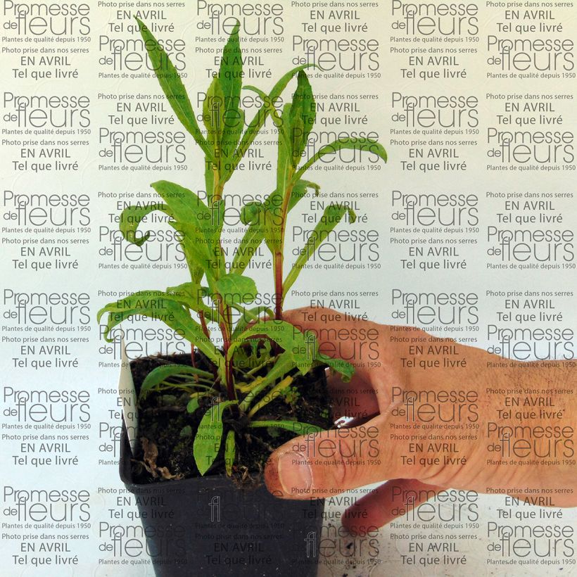 Example of Sonnenbraut Marion Nickig - Helenium Kleine Töpfe von 8/9 cm as you get
