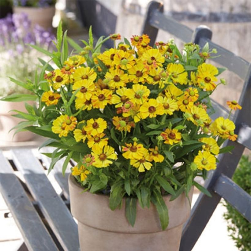 Sonnenbraut Okra Sundae - Helenium (Plant habit)