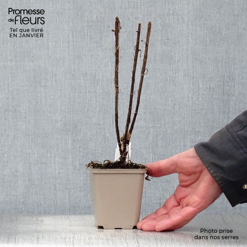 Exemplar von Sonnenbraut Potter's Wheel - Helenium Kleine Töpfe von 8/9 cm wie im Winter geliefert