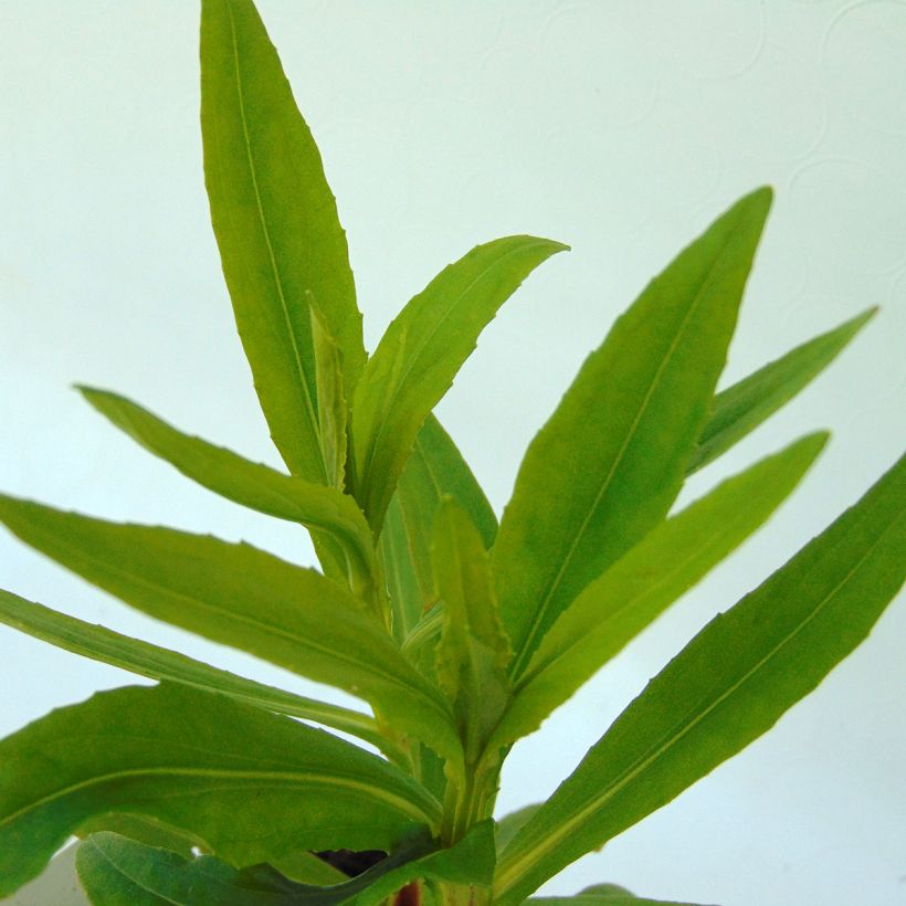 Sonnenbraut Mariachi Ranchera - Helenium automnale (Foliage)