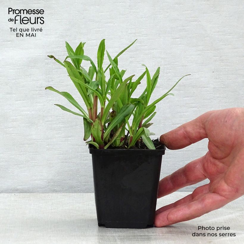 Exemplar von Sonnenbraut Mariachi Ranchera - Helenium automnale Kleine Töpfe von 8/9 cm wie im Frühjahr geliefert