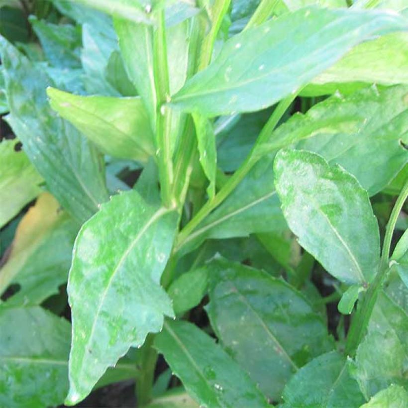 Sonnenbraut Rauchtopas - Helenium (Foliage)