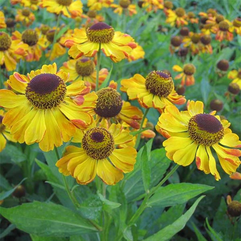 Sonnenbraut Rauchtopas - Helenium (Flowering)