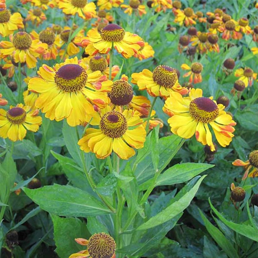 Sonnenbraut Rauchtopas - Helenium (Plant habit)