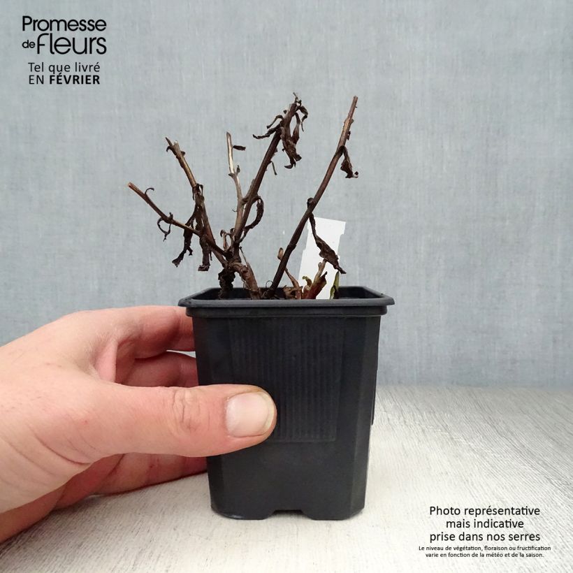 Exemplar von Sonnenbraut Rauchtopas - Helenium Kleine Töpfe von 8/9 cm wie im Winter geliefert