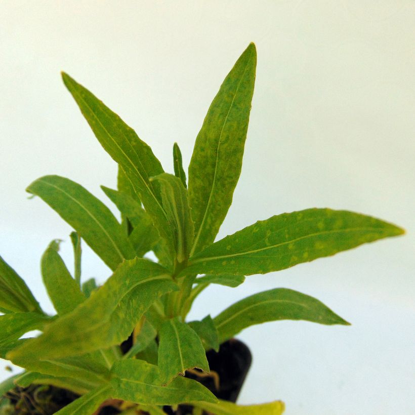 Sonnenbraut Rubinzwerg - Helenium (Foliage)