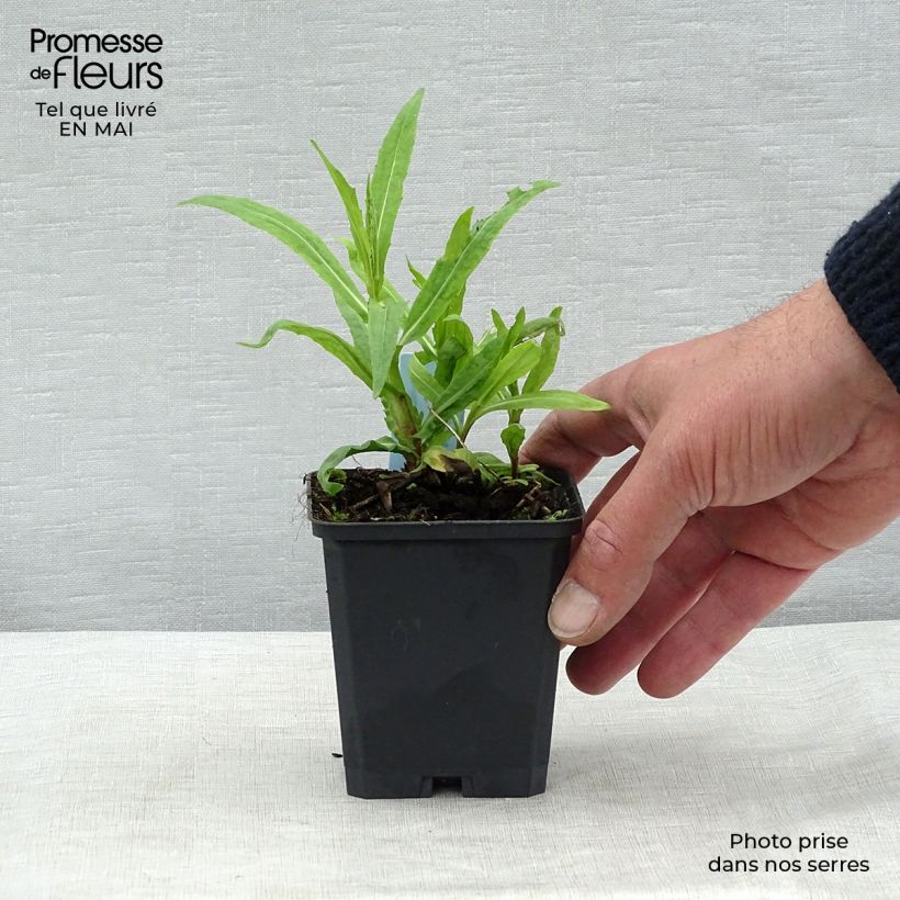 Exemplar von Sonnenbraut Rubinzwerg - Helenium Kleine Töpfe von 8/9 cm wie im Frühjahr geliefert