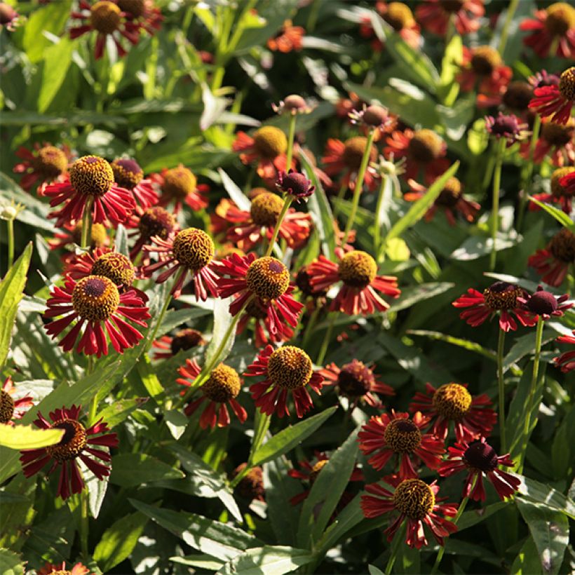 Sonnenbraut Ruby Tuesday - Helenium (Flowering)