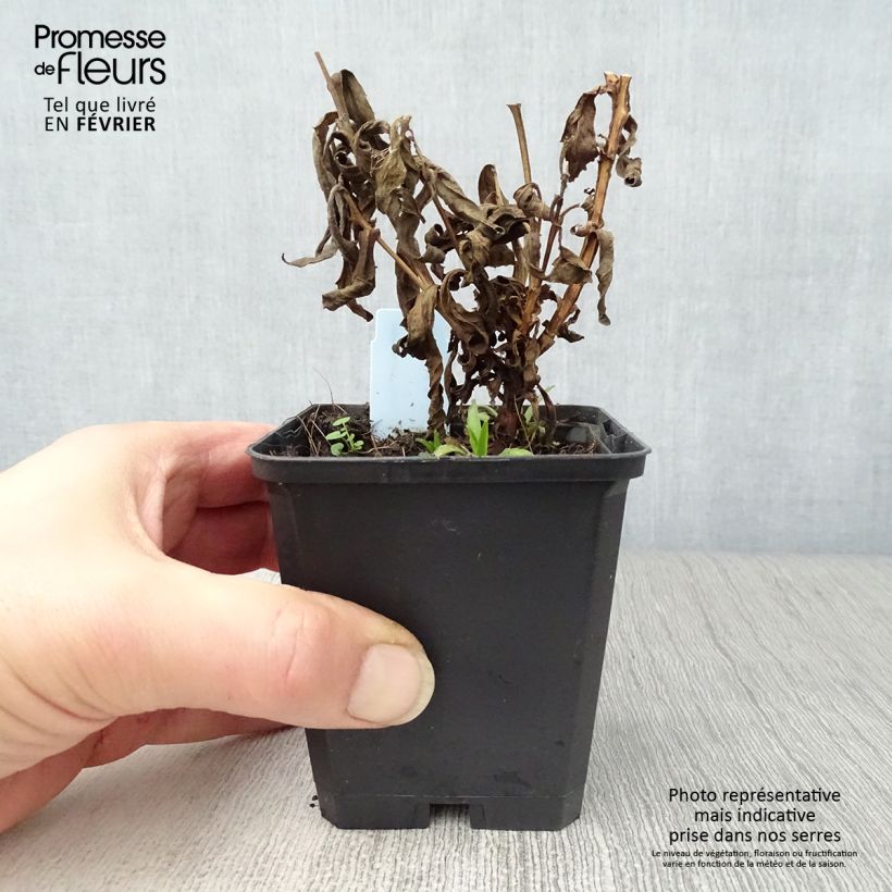 Exemplar von Sonnenbraut Ruby Tuesday - Helenium Kleine Töpfe von 8/9 cm wie im Winter geliefert