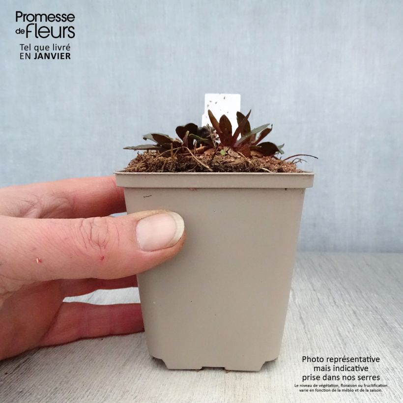 Exemplar von Sonnenbraut Sahin's Early Flowerer - Helenium Kleine Töpfe von 8/9 cm wie im Winter geliefert