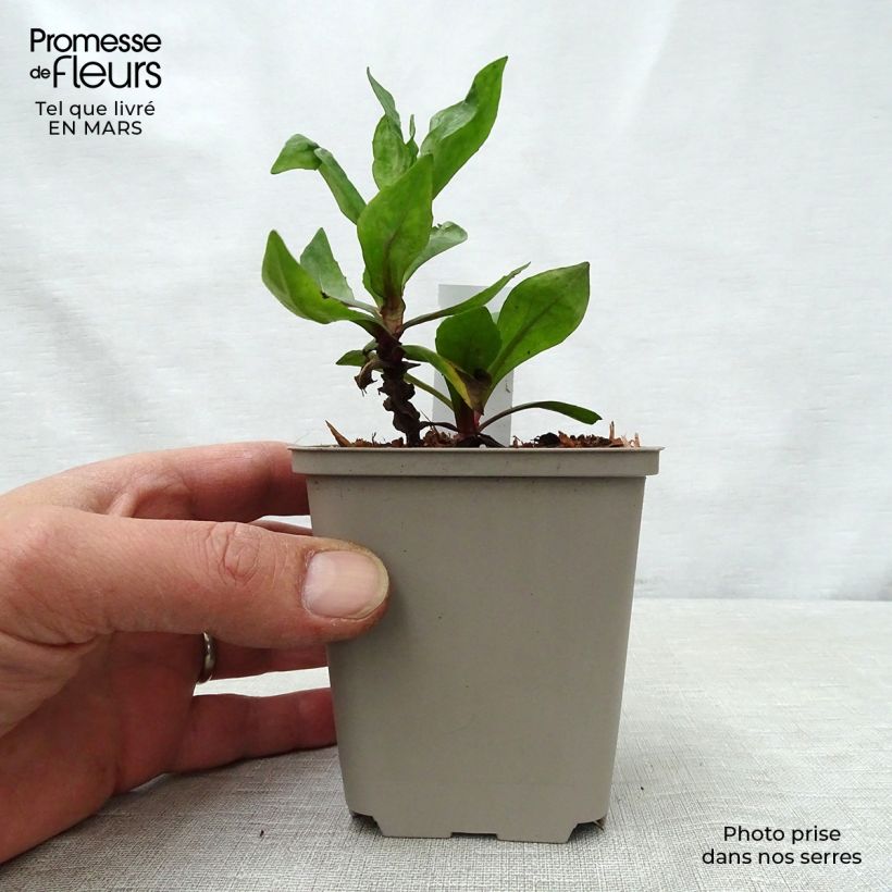 Exemplar von Sonnenbraut Sahin's Early Flowerer - Helenium Kleine Töpfe von 8/9 cm wie im Frühjahr geliefert