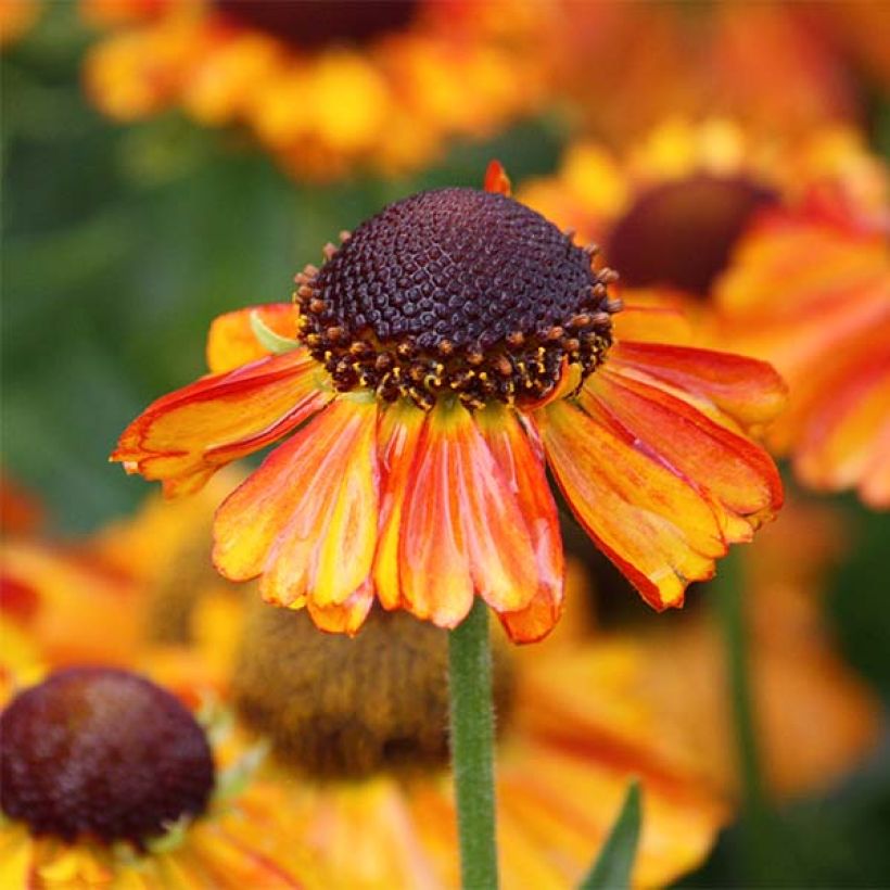 Sonnenbraut Short' n'Sassy - Helenium (Flowering)