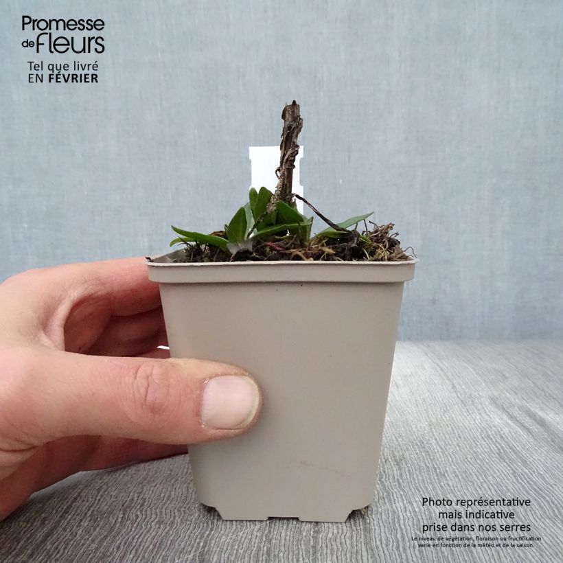 Exemplar von Sonnenbraut Short' n'Sassy - Helenium Kleine Töpfe von 8/9 cm wie im Winter geliefert