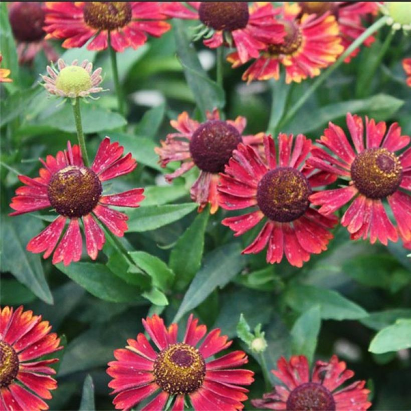 Sonnenbraut Siesta - Helenium automnale (Flowering)
