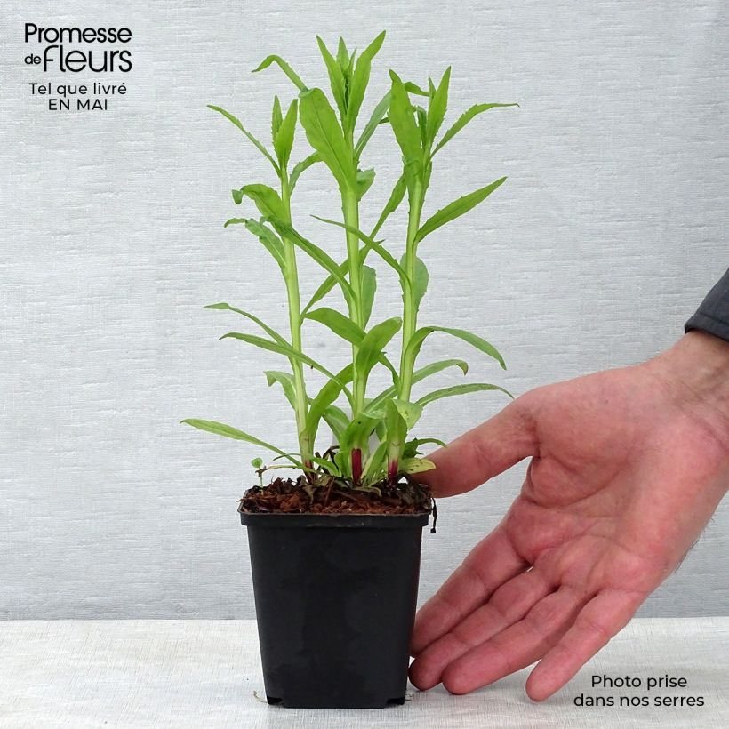 Exemplar von Sonnenbraut Siesta - Helenium automnale Kleine Töpfe von 8/9 cm wie im Frühjahr geliefert