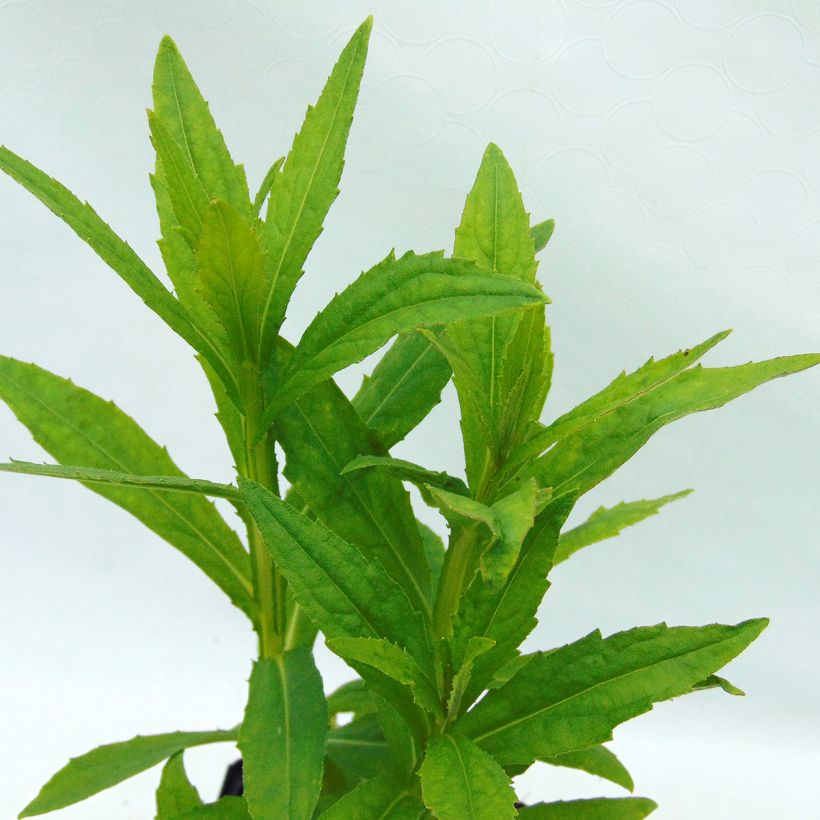 Sonnenbraut Siesta - Helenium automnale (Foliage)