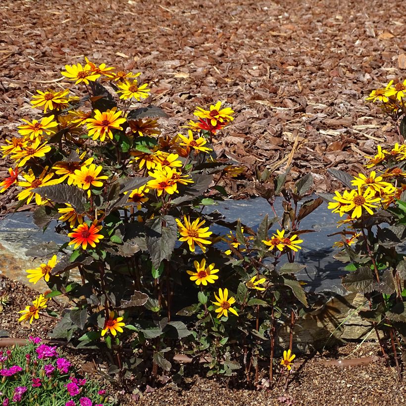 Sonnenbraut Strawberry Sundae - Helenium (Plant habit)