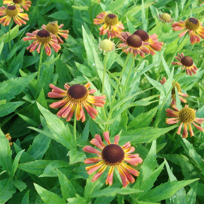 Sonnenbraut Tie Dye - Helenium (Flowering)