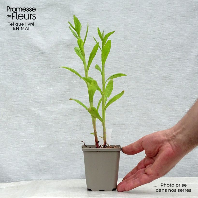 Exemplar von Sonnenbraut Tie Dye - Helenium Kleine Töpfe von 8/9 cm wie im Frühjahr geliefert