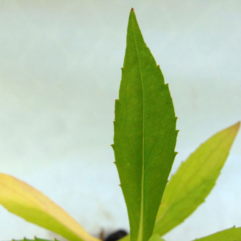 Sonnenbraut Tijuana Brass - Helenium (Foliage)