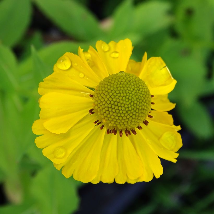 Sonnenbraut Tijuana Brass - Helenium (Flowering)