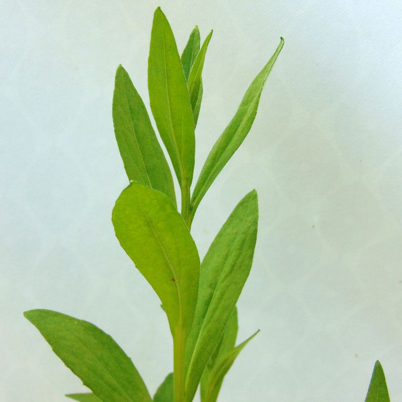 Sonnenbraut Waltraut - Helenium (Foliage)