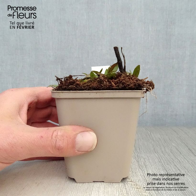 Exemplar von Sonnenbraut Waltraut - Helenium Kleine Töpfe von 8/9 cm wie im Winter geliefert