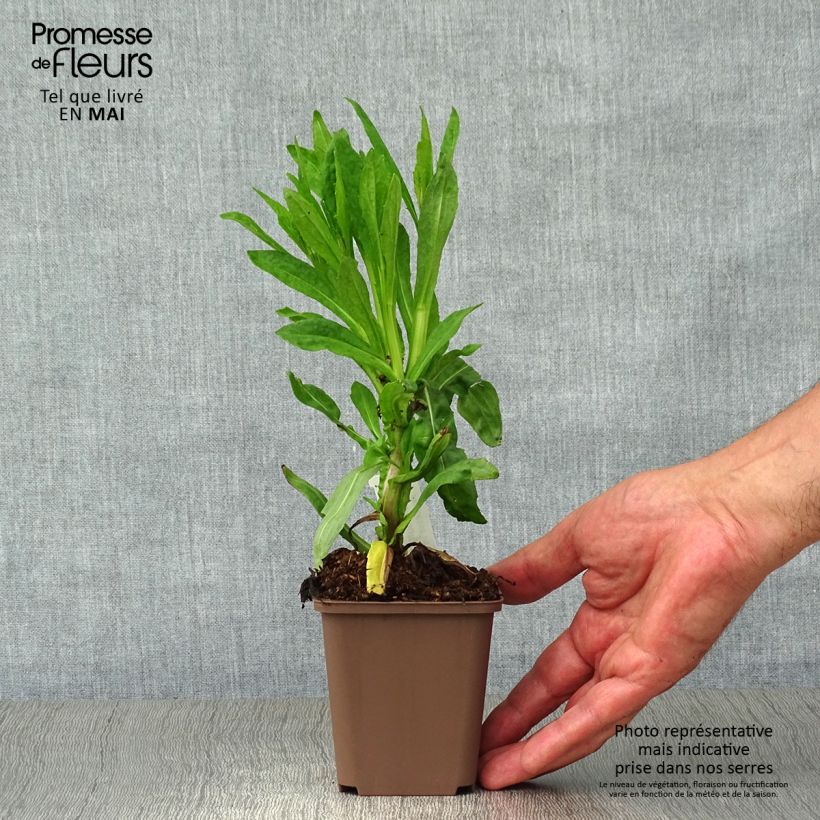 Exemplar von Sonnenbraut Waltraut - Helenium Kleine Töpfe von 8/9 cm wie im Frühjahr geliefert