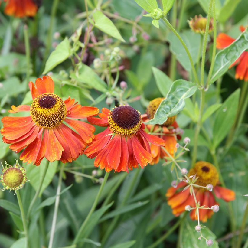 Sonnenbraut Waltraut - Helenium (Flowering)