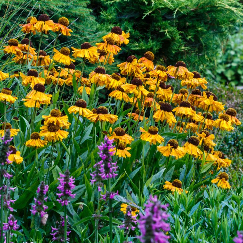 Sonnenbraut Windley - Helenium (Plant habit)