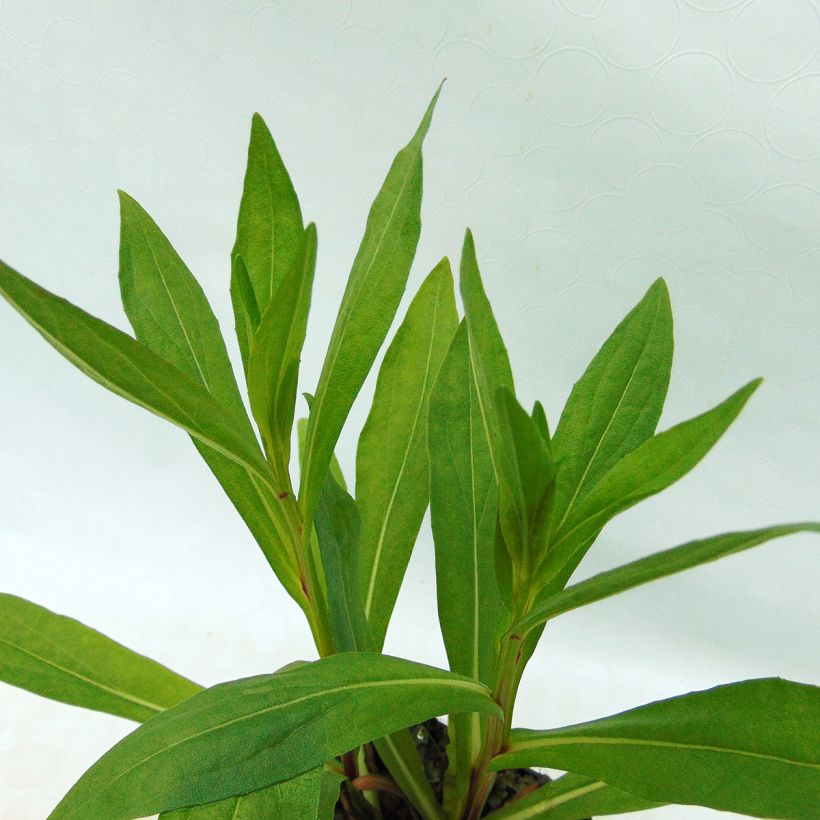 Sonnenbraut Windley - Helenium (Foliage)