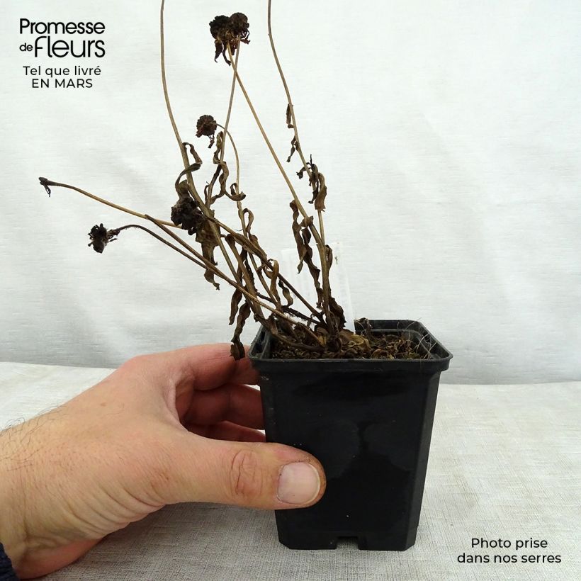 Exemplar von Sonnenbraut Windley - Helenium Kleine Töpfe von 8/9 cm wie im Frühjahr geliefert