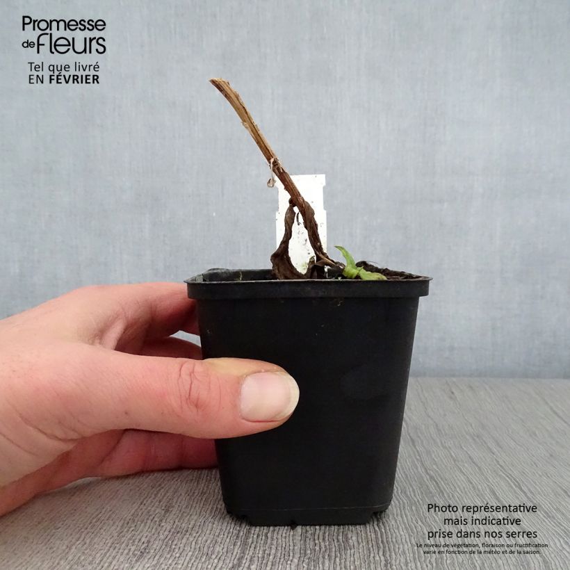 Exemplar von Sonnenbraut Windley - Helenium Kleine Töpfe von 8/9 cm wie im Winter geliefert