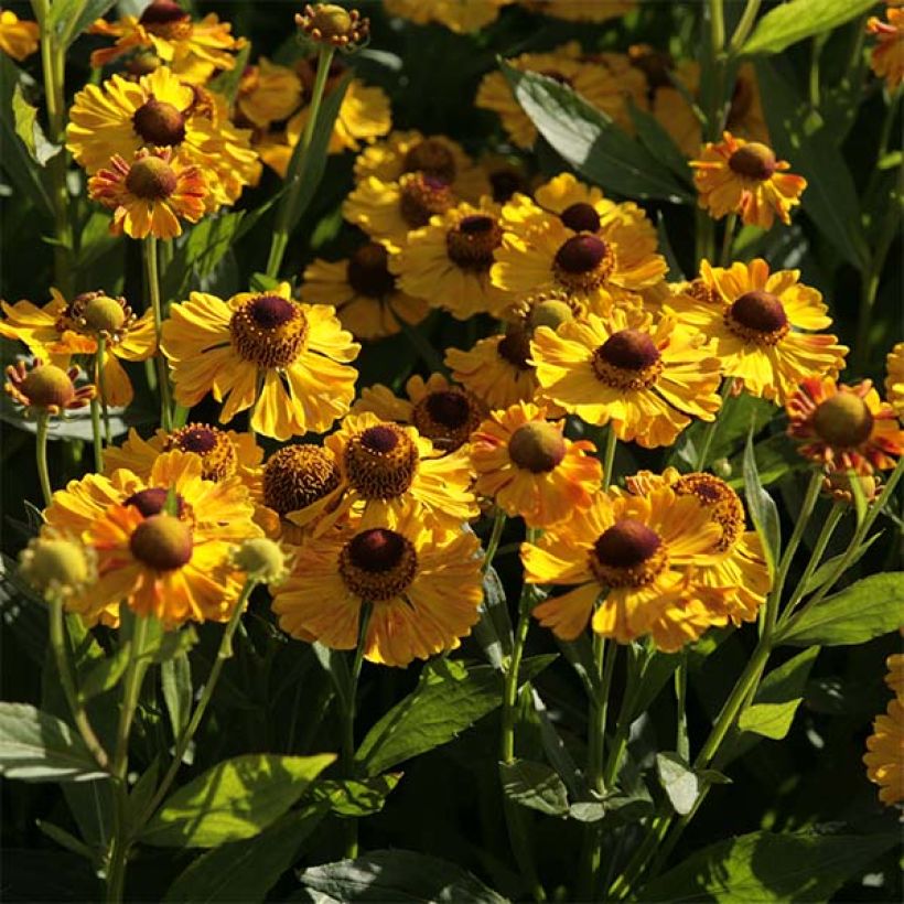 Sonnenbraut Zimbelstern - Helenium automnale (Flowering)