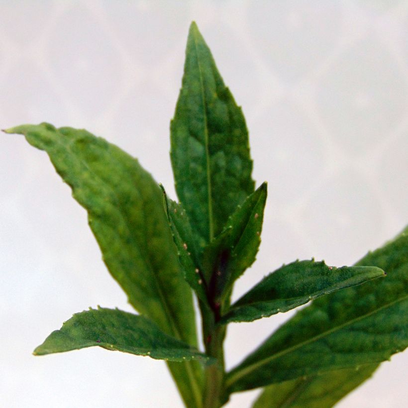 Sonnenbraut Zimbelstern - Helenium automnale (Foliage)