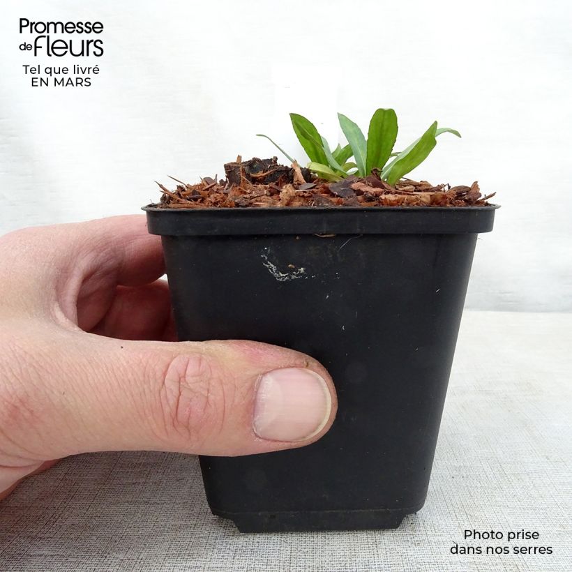 Exemplar von Sonnenbraut Zimbelstern - Helenium automnale Kleine Töpfe von 8/9 cm wie im Frühjahr geliefert