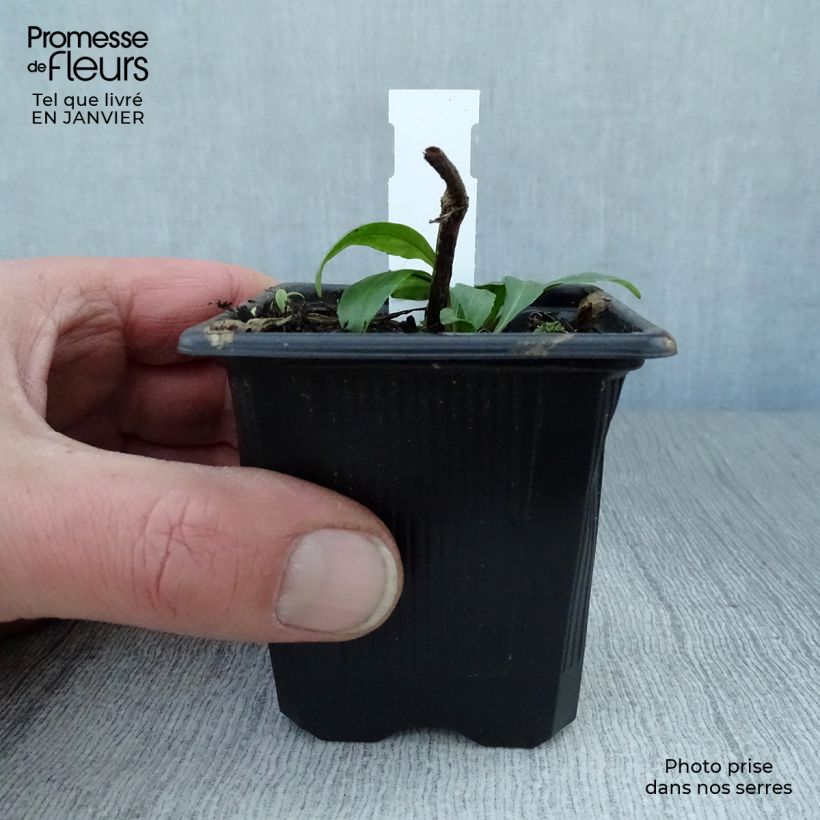 Exemplar von Sonnenbraut Pumilum Magnificum - Helenium automnale Kleine Töpfe von 8/9 cm wie im Winter geliefert