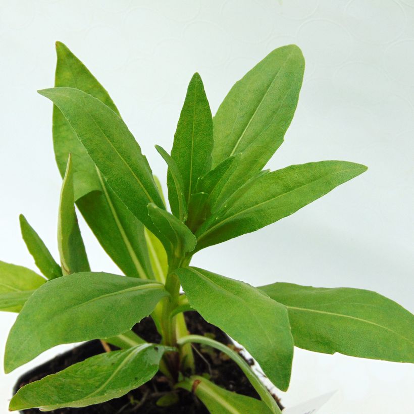 Sonnenbraut Pumilum Magnificum - Helenium automnale (Foliage)
