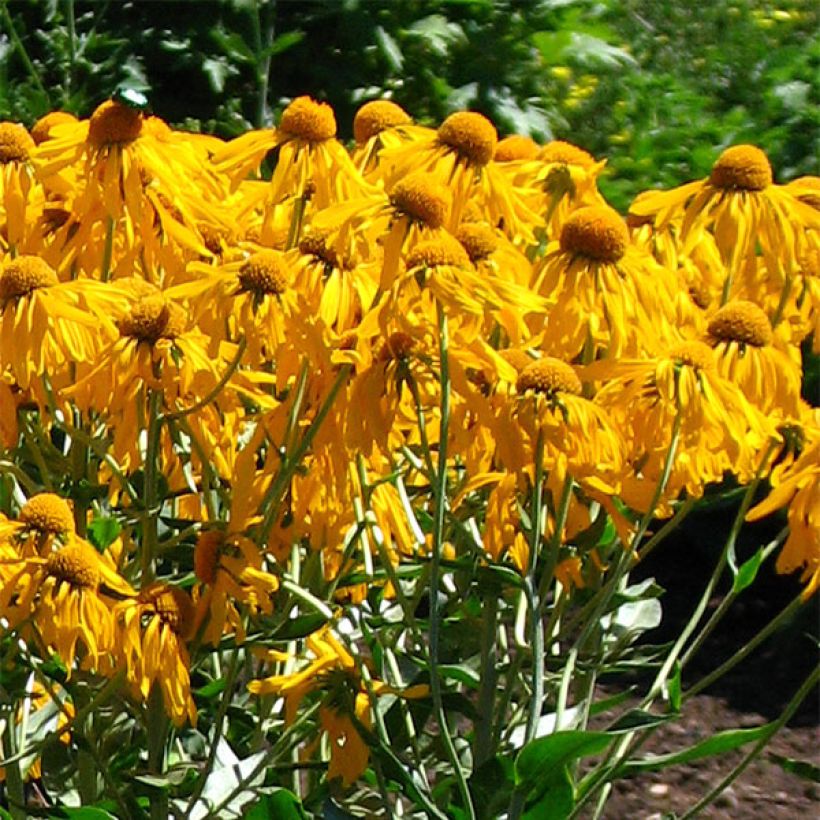 Hélénium hoopesii - Hoppes Sonnenbraut (Flowering)