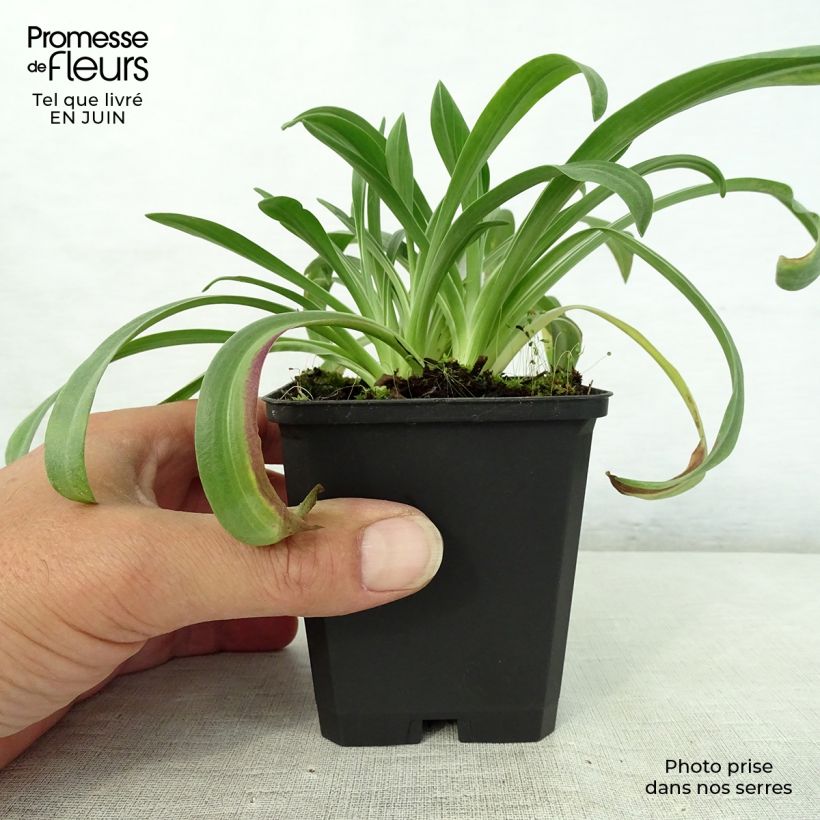Exemplar von Hélénium hoopesii - Hoppes Sonnenbraut Kleine Töpfe von 8/9 cm wie im Sommer geliefert