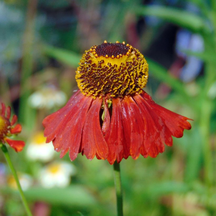 Sonnenbraut Moerheim Beauty - Helenium (Flowering)