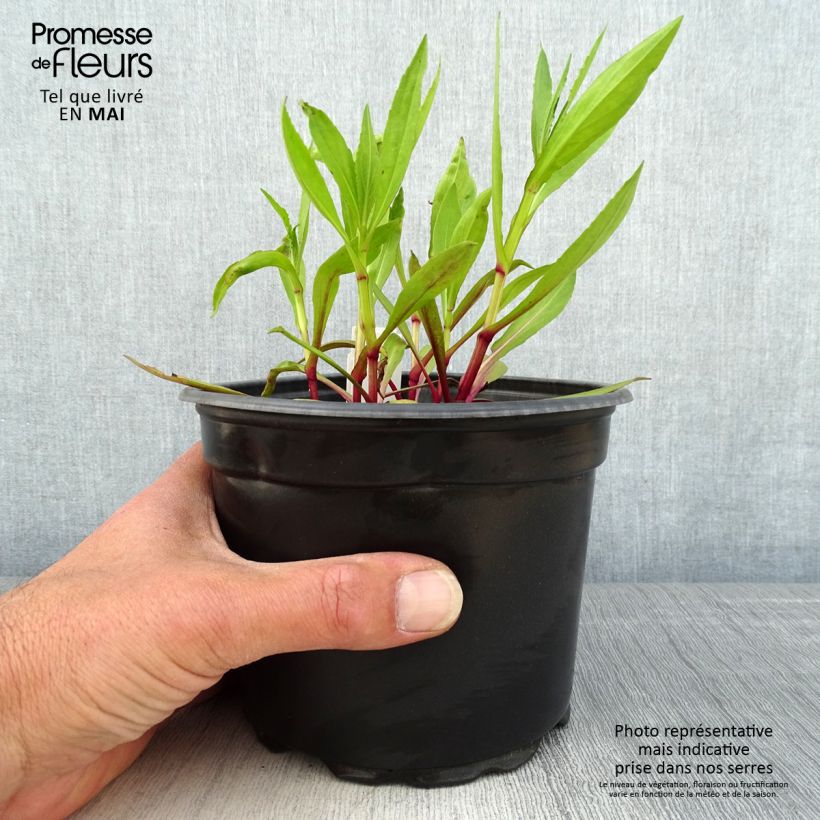 Exemplar von Sonnenbraut Moerheim Beauty - Helenium Topf mit 2L/3L wie im Frühjahr geliefert