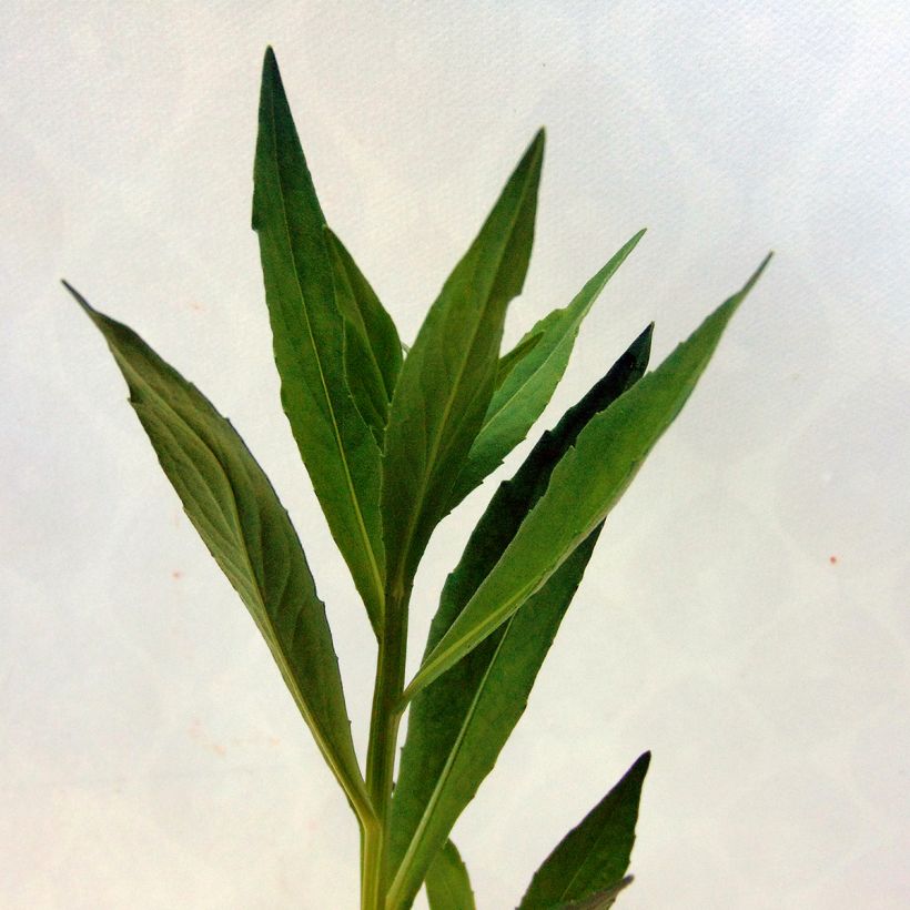 Sonnenbraut Moerheim Beauty - Helenium (Foliage)
