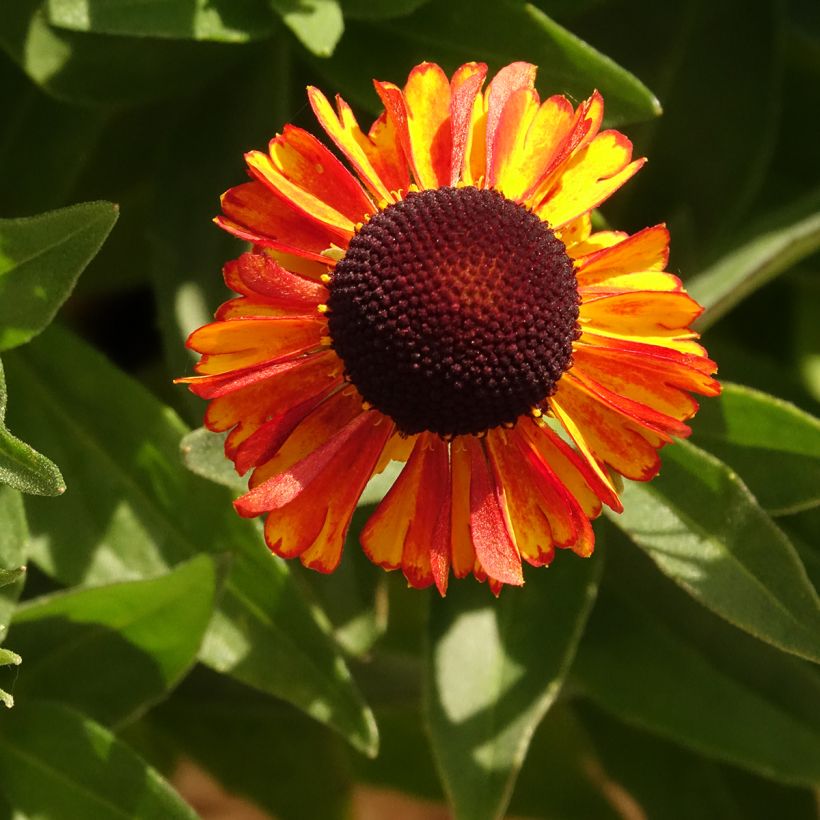 Sonnenbraut Short' n'Sassy - Helenium (Blüte)