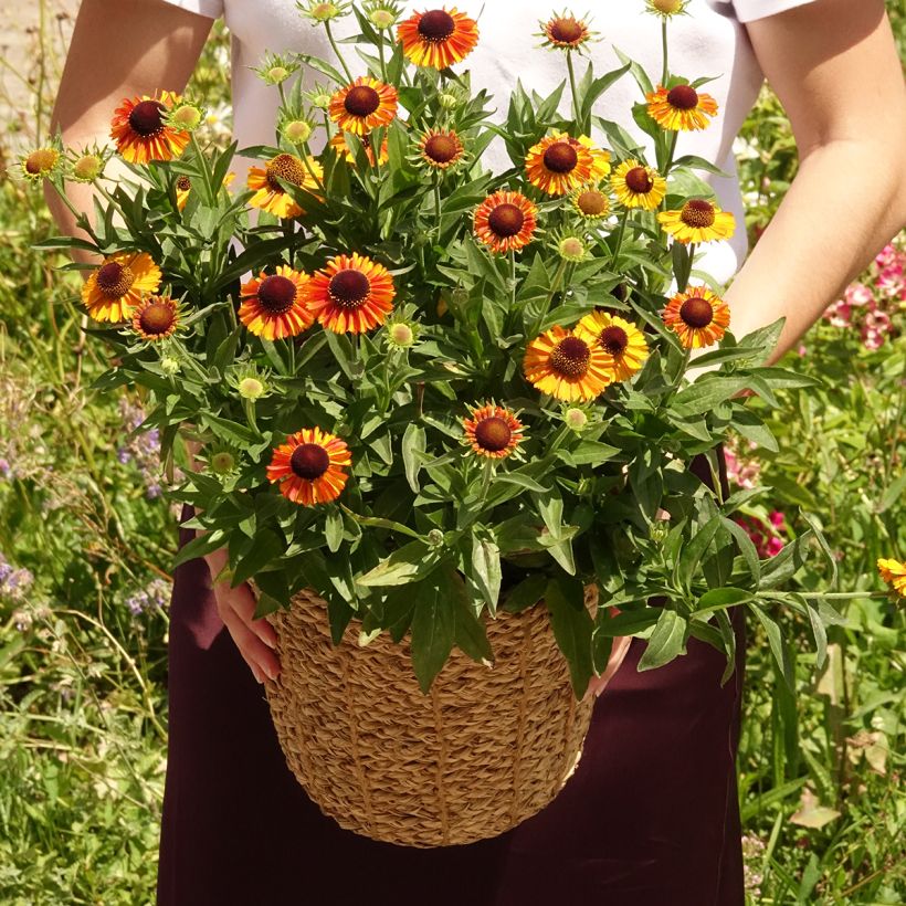 Sonnenbraut Short' n'Sassy - Helenium (Wuchs)