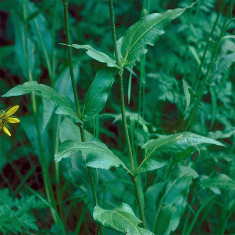 Helianthella quinquernervis - Fünfnervige Zwergsonnenblume (Foliage)