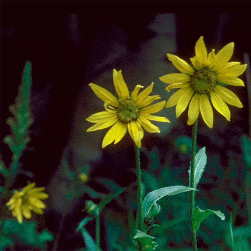 Helianthella quinquernervis - Fünfnervige Zwergsonnenblume (Flowering)