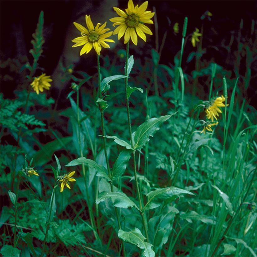 Helianthella quinquernervis - Fünfnervige Zwergsonnenblume (Plant habit)