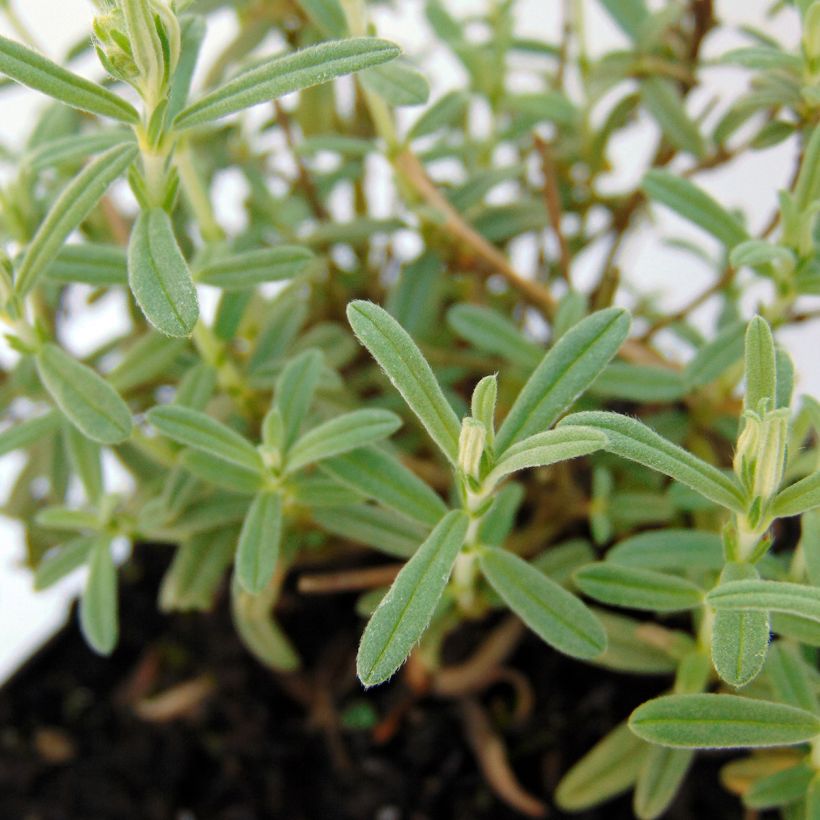 Sonnenröschen Wisley Primrose - Helianthemum (Foliage)