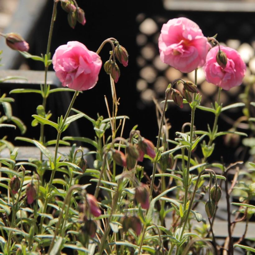 Sonnenröschen Annabel - Helianthemum (Flowering)